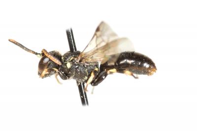  Hylaeus sinuatus (Schenck, 1853)