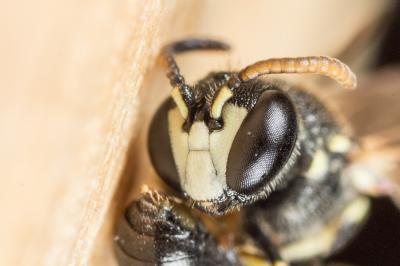  Hylaeus sinuatus (Schenck, 1853)