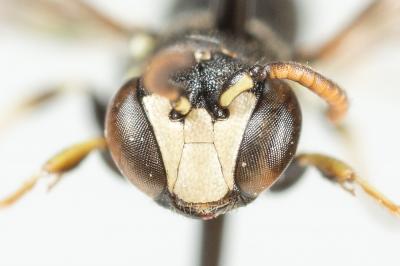  Hylaeus sinuatus (Schenck, 1853)