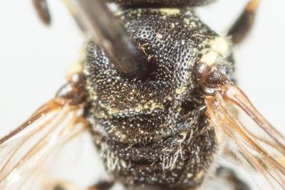  Hylaeus sinuatus (Schenck, 1853)