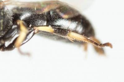  Hylaeus sinuatus (Schenck, 1853)