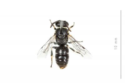  Hylaeus signatus (Panzer, 1798)