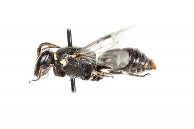  Hylaeus signatus (Panzer, 1798)