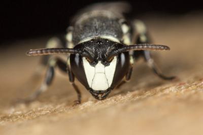  Hylaeus signatus (Panzer, 1798)