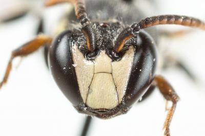  Hylaeus signatus (Panzer, 1798)