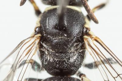  Hylaeus signatus (Panzer, 1798)