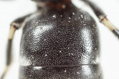  Hylaeus signatus (Panzer, 1798)