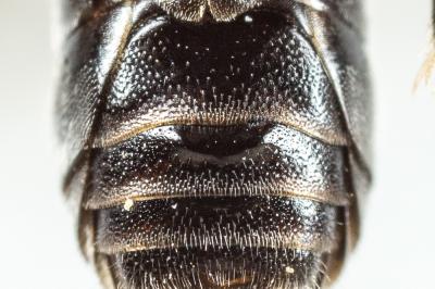  Hylaeus signatus (Panzer, 1798)