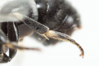  Hylaeus signatus (Panzer, 1798)