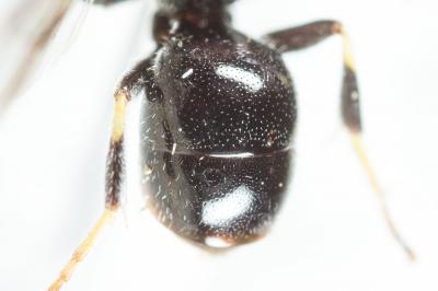  Hylaeus punctatus (Brullé, 1832)