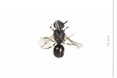  Hylaeus punctatus (Brullé, 1832)