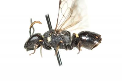  Hylaeus punctatus (Brullé, 1832)