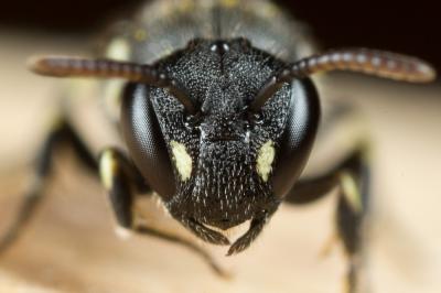  Hylaeus punctatus (Brullé, 1832)