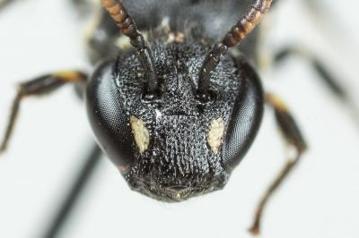  Hylaeus punctatus (Brullé, 1832)