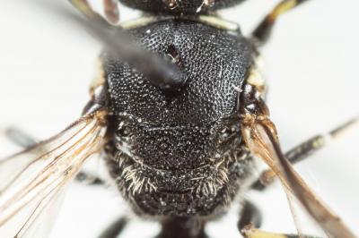  Hylaeus punctatus (Brullé, 1832)