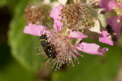  Hylaeus pictus (Smith, 1853)