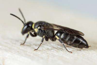  Hylaeus pictus (Smith, 1853)