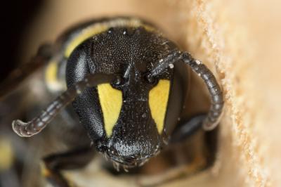  Hylaeus pictus (Smith, 1853)