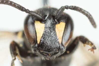  Hylaeus pictus (Smith, 1853)