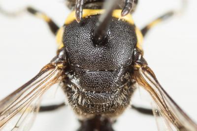  Hylaeus pictus (Smith, 1853)