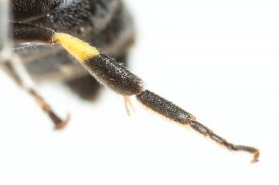  Hylaeus pictus (Smith, 1853)