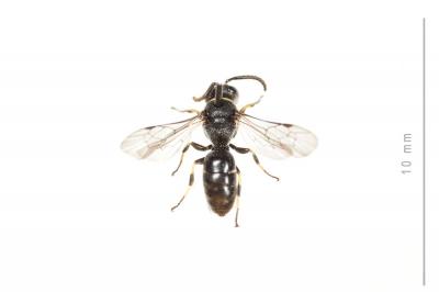  Hylaeus pictus (Smith, 1853)