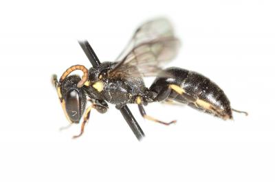  Hylaeus pictus (Smith, 1853)