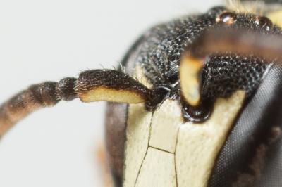  Hylaeus pictus (Smith, 1853)