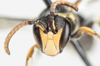  Hylaeus pictus (Smith, 1853)