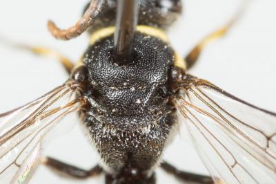  Hylaeus pictus (Smith, 1853)