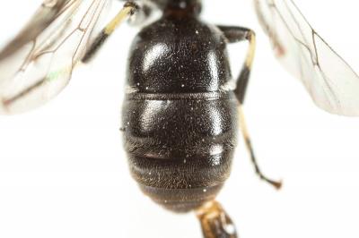  Hylaeus pictus (Smith, 1853)