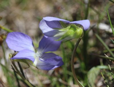 Violette des chiens Viola canina L., 1753