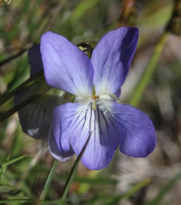 Violette des chiens Viola canina L., 1753