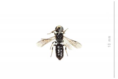  Hylaeus intermedius Förster, 1871