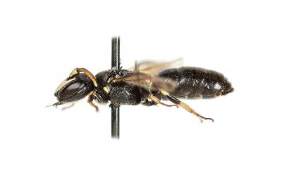  Hylaeus intermedius Förster, 1871