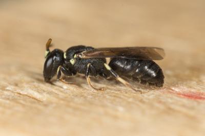  Hylaeus intermedius Förster, 1871