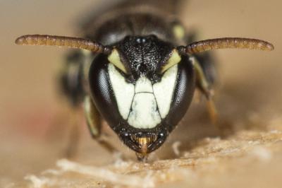  Hylaeus intermedius Förster, 1871