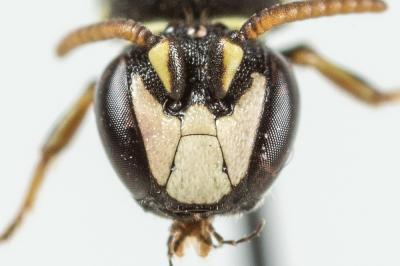  Hylaeus intermedius Förster, 1871