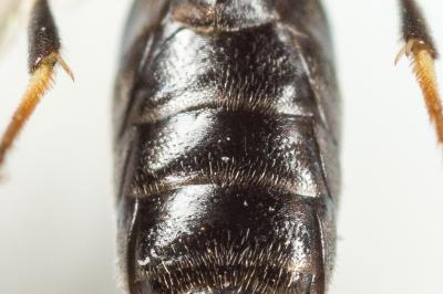  Hylaeus intermedius Förster, 1871