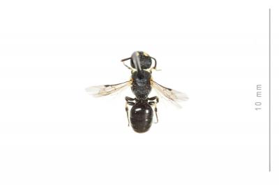  Hylaeus imparilis Förster, 1871