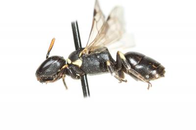  Hylaeus imparilis Förster, 1871