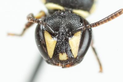  Hylaeus imparilis Förster, 1871