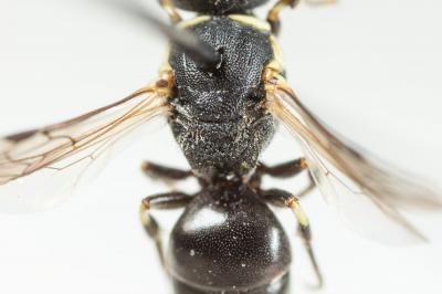  Hylaeus imparilis Förster, 1871