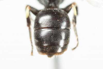  Hylaeus imparilis Förster, 1871