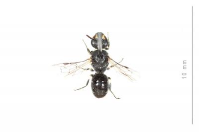  Hylaeus hyalinatus Smith, 1842