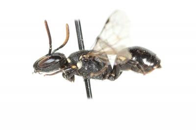  Hylaeus hyalinatus Smith, 1842