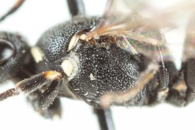  Hylaeus hyalinatus Smith, 1842