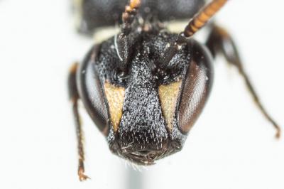  Hylaeus hyalinatus Smith, 1842