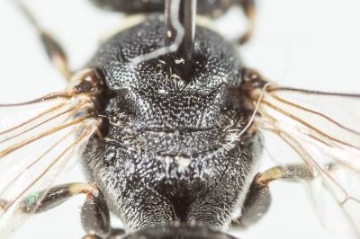  Hylaeus hyalinatus Smith, 1842