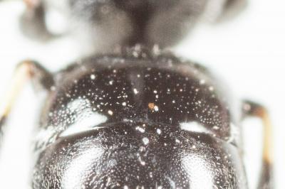  Hylaeus hyalinatus Smith, 1842